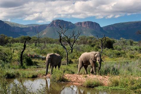 The Top Safari Destinations In South Africa Wildest