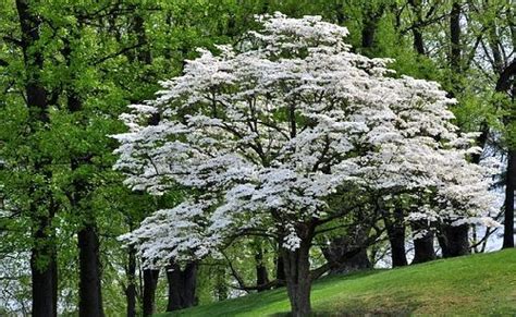 North Carolina State Flower Dogwood Trees White Flowering Trees