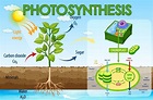 Diagrama que muestra el proceso de fotosíntesis en planta. 2189183 ...
