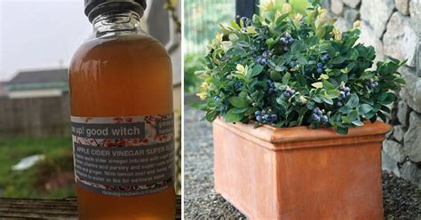 Vinegar can stop chickens to peck at each other. 12 Amazing Vinegar Uses In The Garden