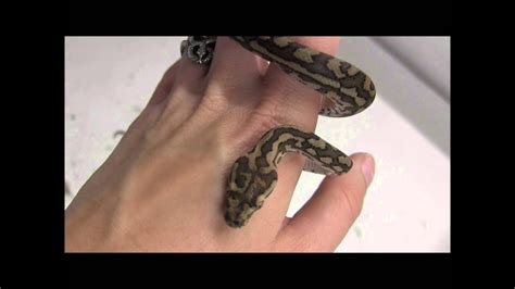 Baby Coastal Carpet Pythons Youtube
