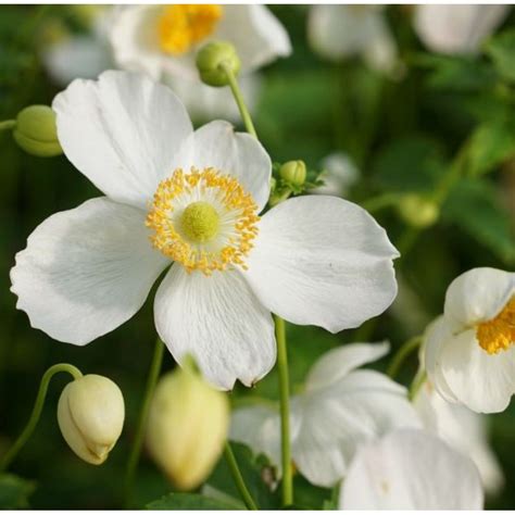 Anemone Pretty Lady Maria Zawilec