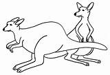 Kangaroo Coloring Pages Colouring Printable Template Outline Color Kids Animal Cliparts Sheet Kangroo Print Animals Getcoloringpages Templates Clipart Library Results sketch template