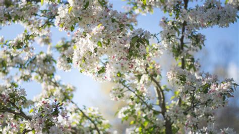 White Spring Cherry Blossom Flowers Blur Blue Sky Background Hd Flowers