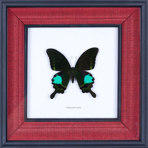 Real Framed Butterflies And Moths Art Displays Bugs Direct Ltd