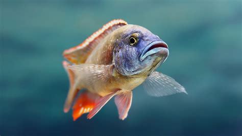 Animal Fish Hd Wallpaper