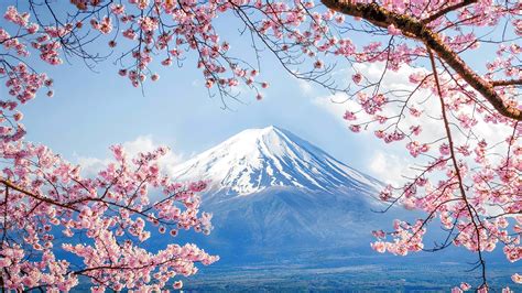 Mount Fuji Cherry Blossom Scenery Volcano 4k Hd Wallpaper Rare