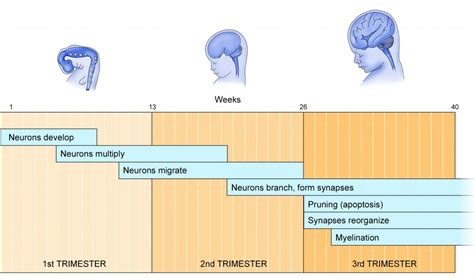 Normal Brain Development Understanding Fetal Alcohol Spectrum