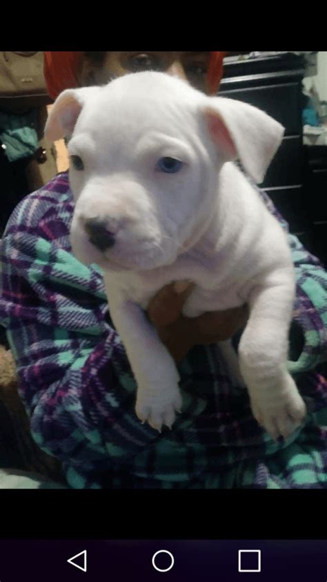 See more ideas about pitbull puppies, puppies, pitbulls. American Pit Bull Terrier Puppies For Sale | Trenton, NJ #286537