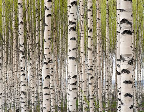 Birch Wallpapers Earth Hq Birch Pictures 4k Wallpapers 2019