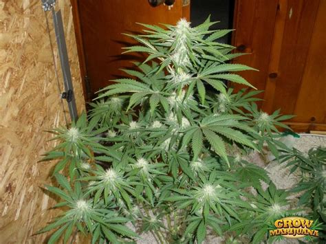 Burmese Kush Seeds Strain Review Grow