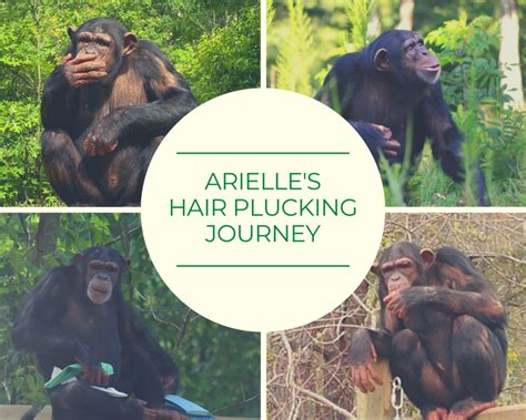 A Hair Plucking Journey Project Chimps