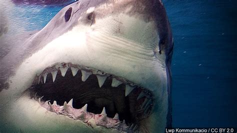 Researchers Come Face To Face With Huge Great White Shark