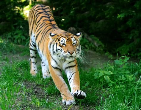 Sumatran Tiger Hunting — Stock Photo © Neelsky 37928519