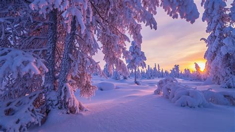 Wallpaper Nature Winter Sunset Trees Snow 5120x2880 MarÍabrachett 1920485 Hd