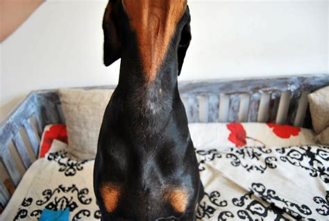 Weird Neck Rash Thing Doberman Forum Doberman Breed Dog Forums