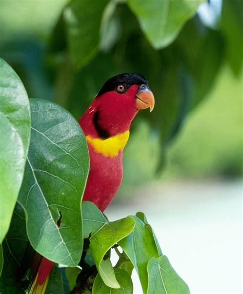Parrot Encyclopedia Yellow Bibbed Lory World Parrot Trust