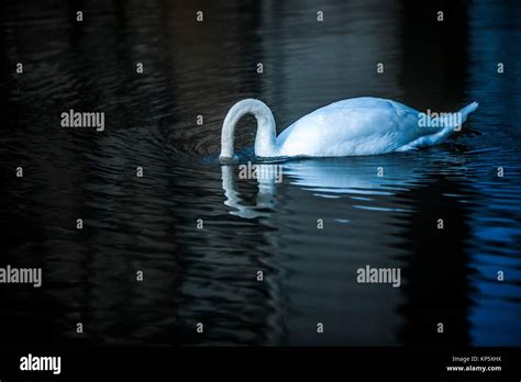 Mute Swan Cygnus Olor With Its Head Under Water Stock Photo Alamy