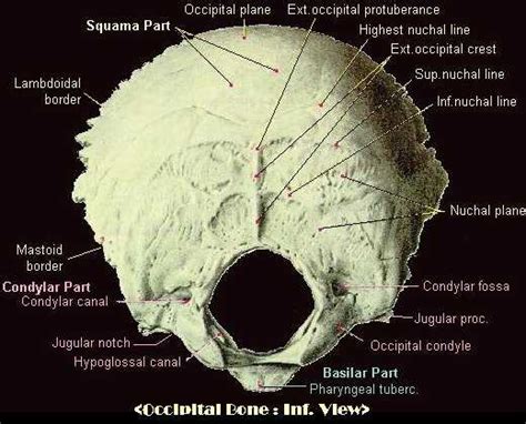 Anatomy Of The Occipital Bone