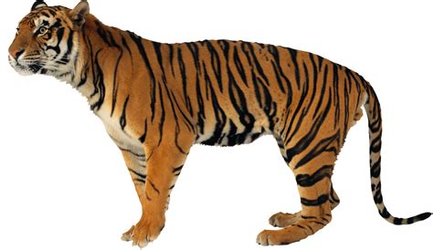 Tiger Png Transparent Image Download Size 1949x1129px