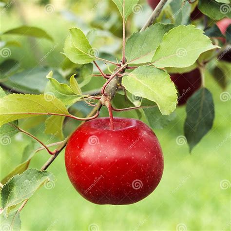 Perfect Beautiful Ripe Red Apple Fruit Growing On Tree In Orchard