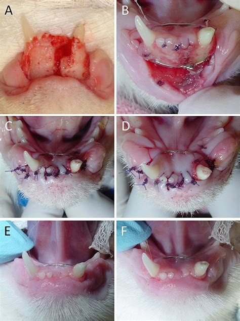 This page is about cat swollen lower lip,contains hey every one, my cat's(11 month old) lower lip is swollen, is that very dangerous? Frontiers | Clinical Presentation, Causes, Treatment, and ...