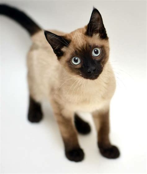 Beautiful Siamese Siamese Kittens Cute Cats And Kittens Cats Meow