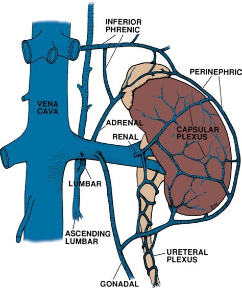 Kidney Anatomy Now Illustrations Added ~ Urology Notes 2012
