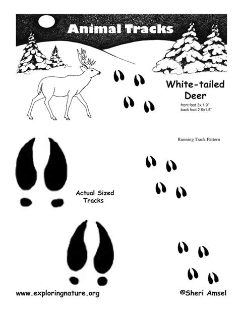 Deer Whitetail Tracks