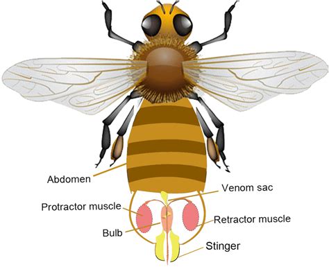 Anatomy Of The Honeybees Stinger Apparatus The Stinger Resides In The