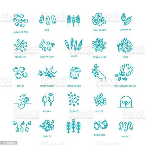 Plant Seed Vector Icon Set Stock Illustration Download Image Now