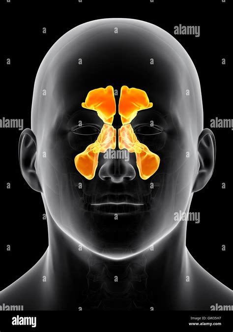 Human Sinuses Illustration Hi Res Stock Photography And Images Alamy