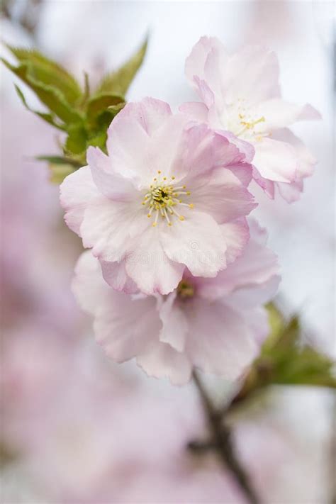 Pink Cherry Blossoms In Spring Stock Photo Image Of March Rose 89949504