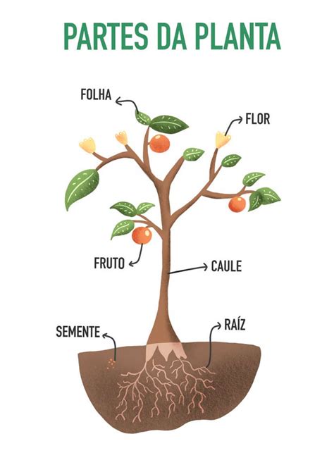 Atividade Plantas Educação Infantil