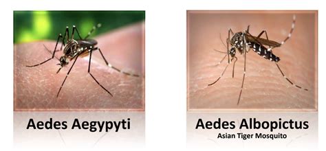 Warning Signs Sa Dengue Tagalog Sintomas At Gamot Gamotsa