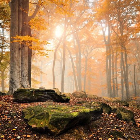 🇨🇿 Mysterious Forest Ore Mountains Czechia By Tomáš Morkes On 500p