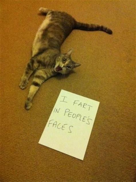 Dump A Day These Cats Are Funny Because They Arent Mine 20 Pics