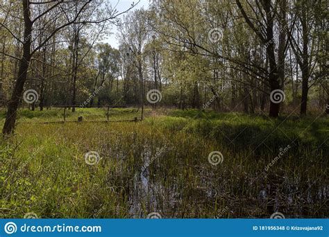 Landscape Of Spring Floodplain Green Forest With Beautiful Shadows And