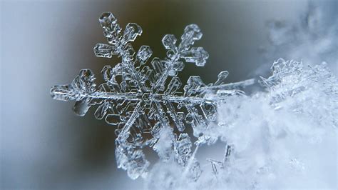 Snow Crystals Niveos