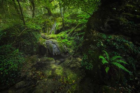 Un Bosque Muy Frondoso Y Húmedo Con Vegetación Verde Y Agua 2264099