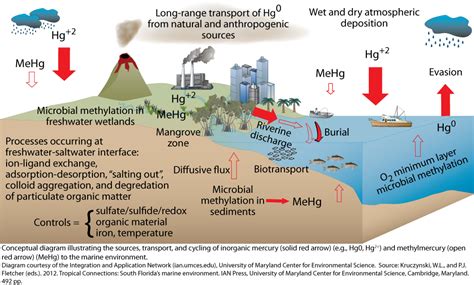 Sources Transport And Cycling Of Inorganic Mercury And Methylmercury