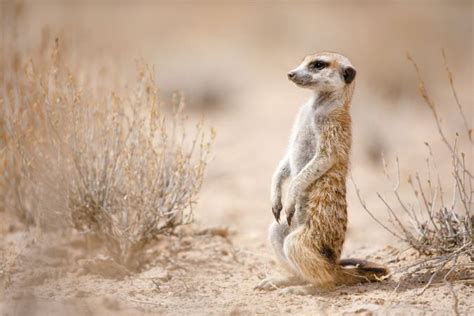Fate Of Meerkats Tied To Seasonal Climate Effects Africa Geographic