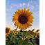 Sunflower Wallpapers Free HD Download 500  HQ Unsplash