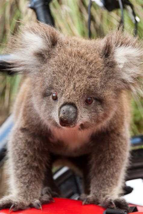 Koala Sometimes You Have To Forget How Mean An Animal Is