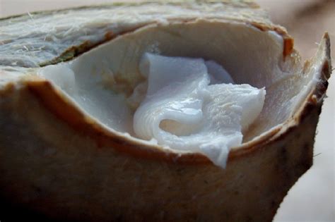 9 Evidence Based Health Benefits Of Raw Coconut Meat Ayur Times