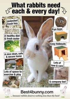 Start with sponge baths until their umbilical stump falls off and then begin bathing them gently in. 1000+ images about Rabbits on Pinterest | House Rabbit ...