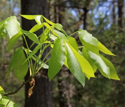 12 Types Of Hickory Trees Leaves Bark And Nuts Identification Guide