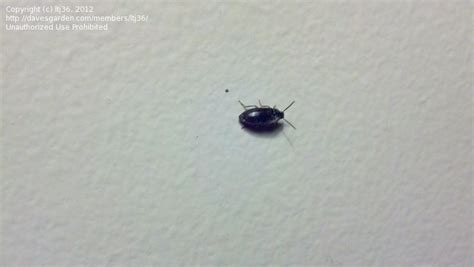 Insect And Spider Identification Small Brown Beetles On Ceilingwalls