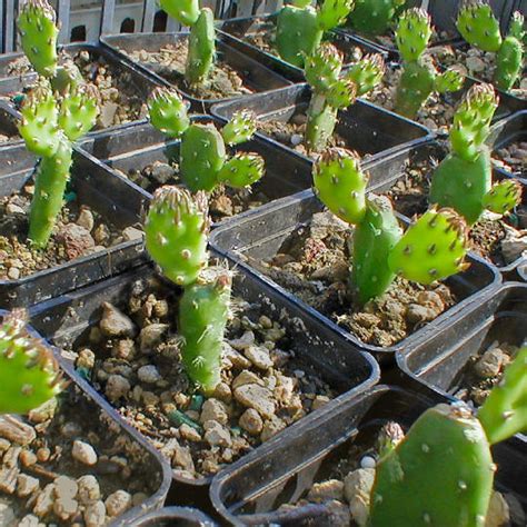 Crates allow you to have an default reward along additional rewards. Grafting on Opuntia compressa: how to carry out your own ...