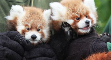 Rosamond Ford Zoo Celebrates Red Panda Day With Two Cubs Red Pandazine